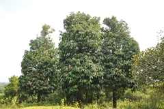 Garcinia xanthochymus